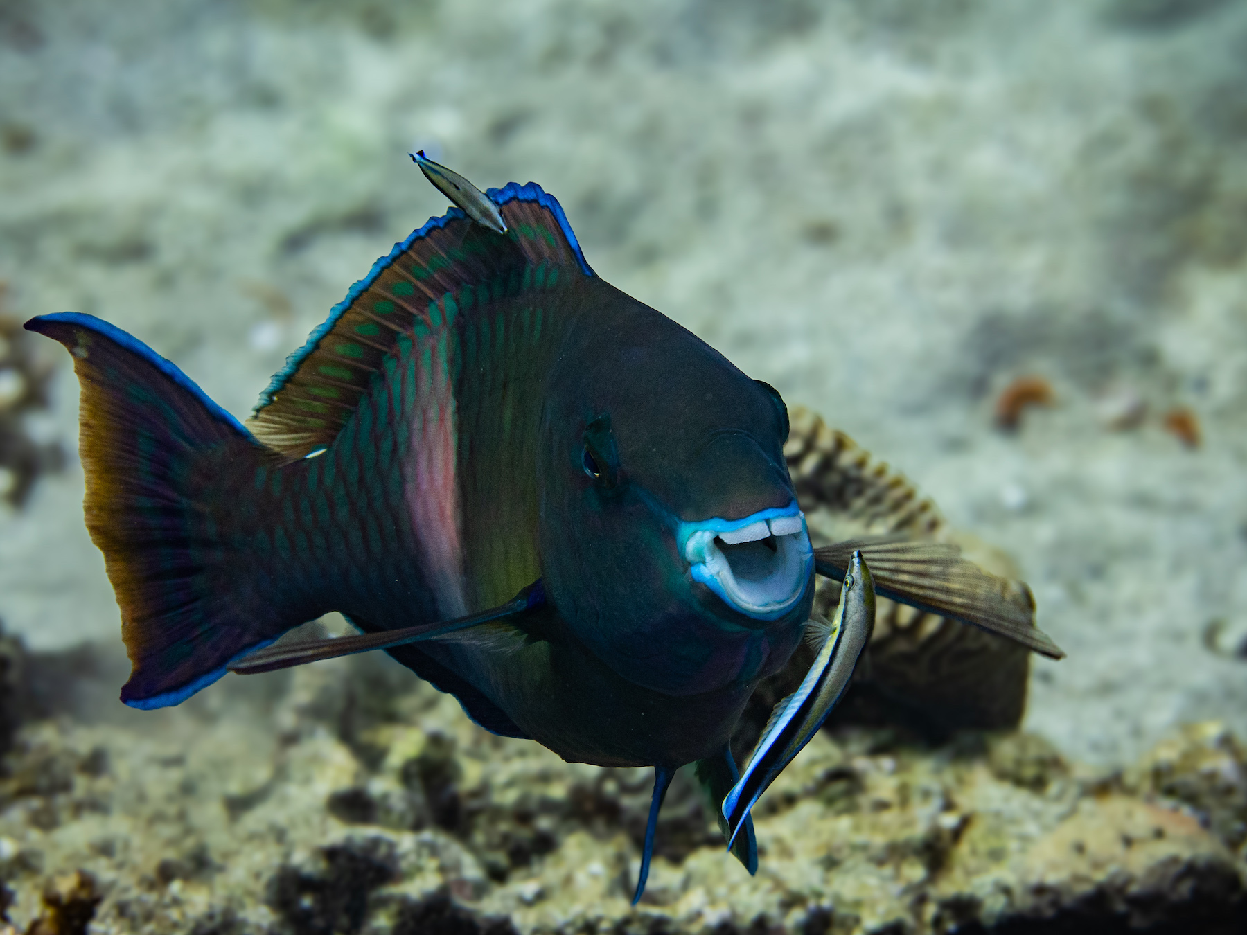 The Comedy Wildlife Photography Awards 2024 wim bellemans vlimmeren Belgium Title: parrotfish loves to be washed Description: I saw this parrotfish with 2 other fishes cleaning him. The smile on his face shows that he really loves it. Picture shot while diving in Dahab, Egypt on 18/2/24 Animal: parrotfish Location of shot: Dahab, egypt