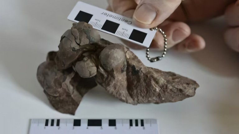 smallest dinosaur egg fossil
