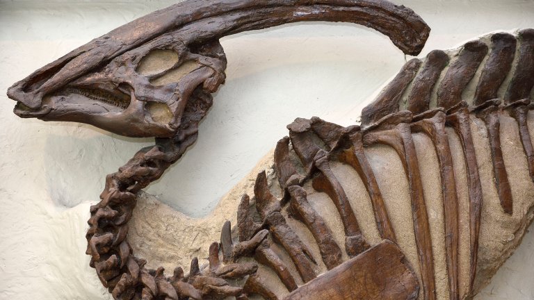 the skeleton of a Parasaurolophus dinosaur. it has a wave like crest at the top of its skull