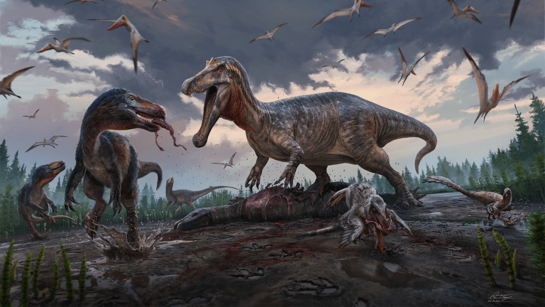An illustration of an Early Cretaceous floodplain in southeastern England, 135 million years ago: a spinosaur (center) takes over the carcass of an ornithopod, much to the annoyance of the smaller tyrannosaurs (left) and dromaeosaurids (bottom right).
