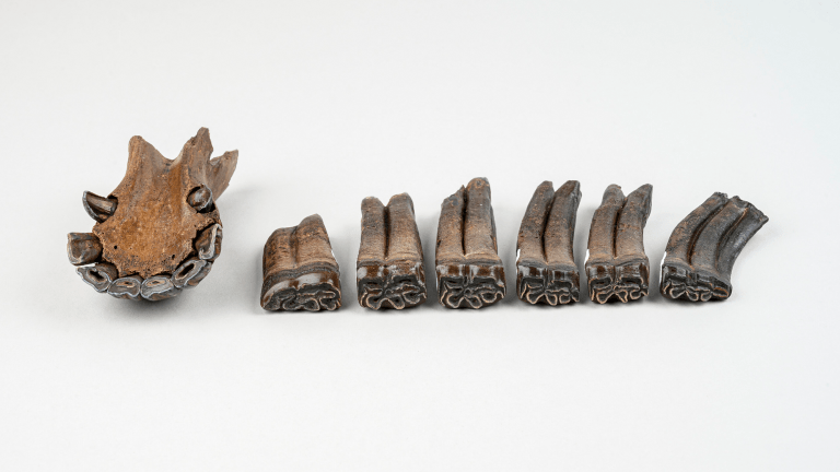 one jaw fossil and six vertebrae fossils lined up