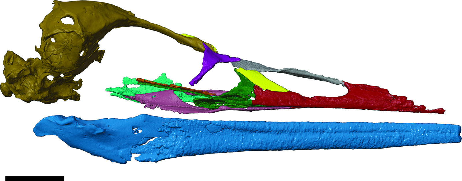 Digital reconstruction of the Late Cretaceous (~69 million years old) crown bird Vegavis iaai that was completed following high-resolution micro-computed tomography of a fossil-bearing concretion discovered on Vega Island, Antarctic Peninsula. CREDIT: Joseph Groenke (Ohio University) and Christopher Torres (University of the Pacific), 2025.