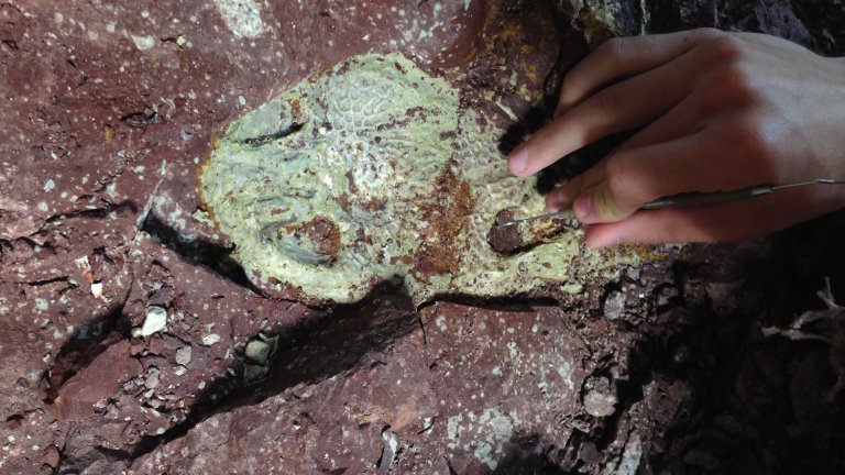 Close up of hand excavating ancient amphibian fossil