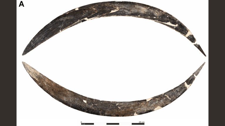 Study image of mammoth tusk boomerang with size reference