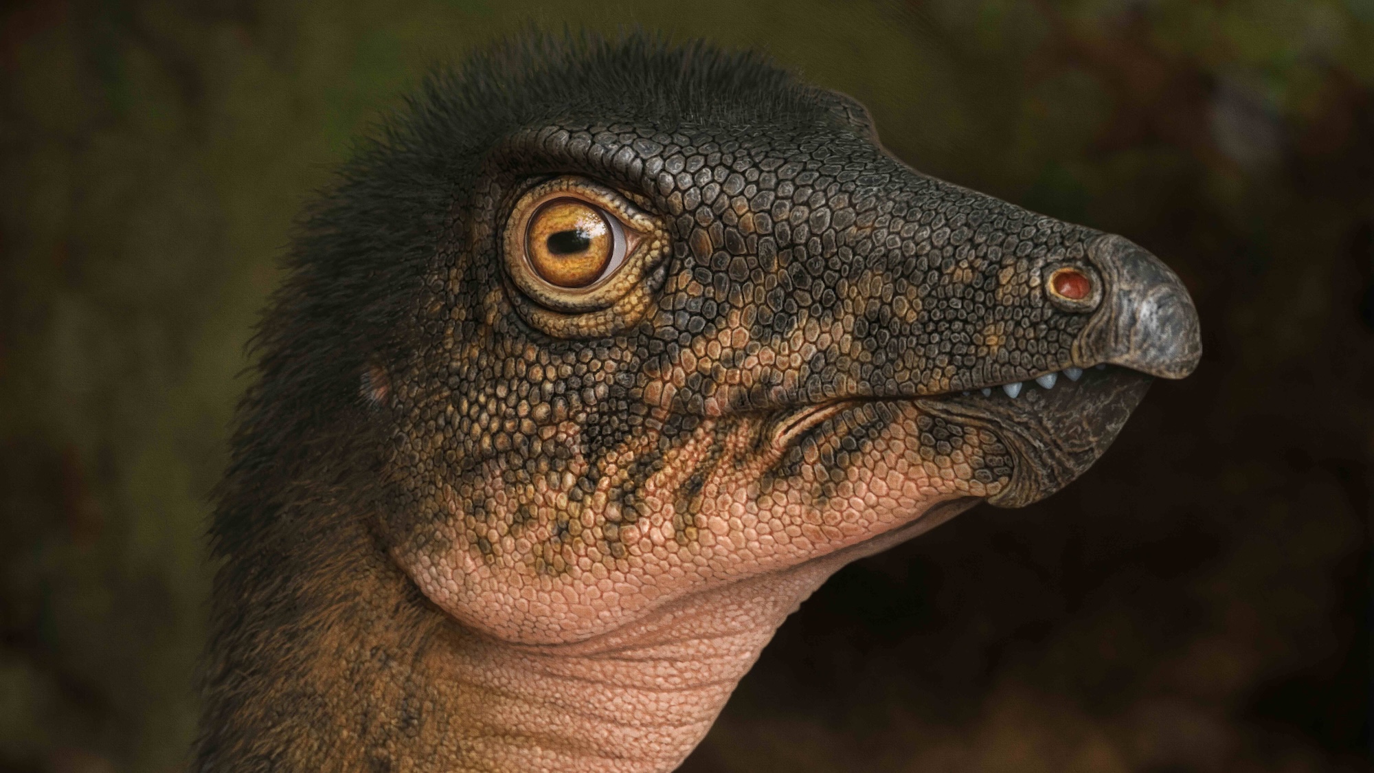 Image of a plant-eating ornithopod dinosaur, Thescelosaurus during the latest Cretaceous Period, nearly 67 million years ago. These around 10-12 foot long two-legged animals roamed the tropical swamps, forests and floodplains where Denver now stands. Their vertebrae are similar to the one found in the rock core deep below the Museum.